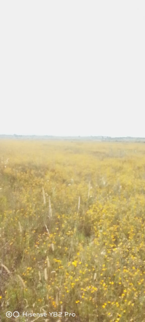 Commercial Property for Sale in Koppies Free State